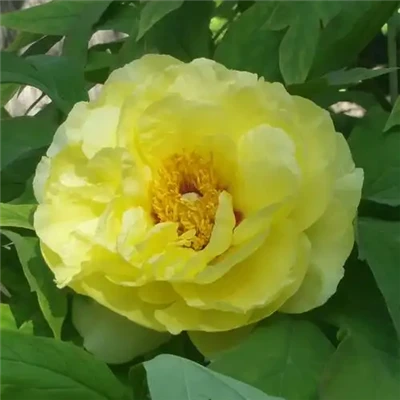 ꯌꯦꯜꯂꯣ ꯏꯇꯣꯍ ꯄꯤꯑꯣꯅꯤ꯫